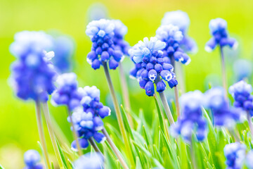 Blue spring flowers muscari on a blurred green background. ..