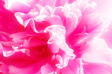 Close-up of flowers pink peonies. Pastel peony flowers in bloom. Beautiful peony flower. Fluffy pink peonies flowers background