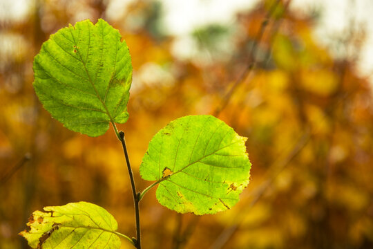 Green alder leaves on an orange autumn background