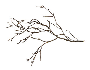 Dry twig isolated on white