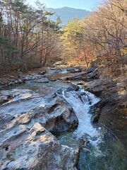 river in the forest