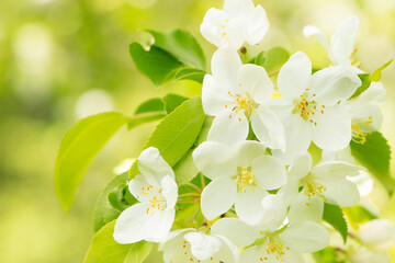 Blossoming Apple-Tree. Spring Apple Blossoms. Shallow Dof..