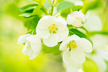 Obraz na płótnie Canvas Blossoming Apple-Tree. Spring Apple Blossoms. Shallow Dof..