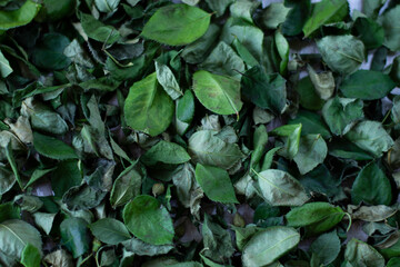 rose leaves on a cloudy day
