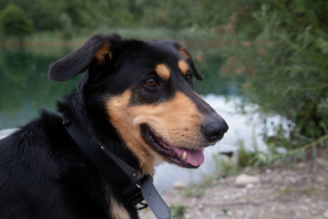 Chien croisé Beauceron, berger, noir et feu