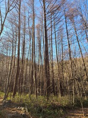 pine forest in autumn