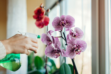 Woman spraying water on blooming orchid on window sill. Girl taking care of home plants and flowers. © maryviolet