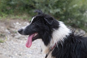 Chien Border Collie