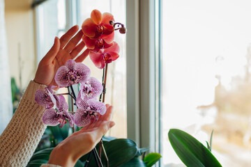 Woman enjoys orchid flowers on window sill. Girl taking care of home plants. Asian coral and...