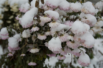 flowers in snow