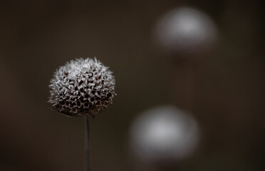 Closeup picture of small flowers covered in frost