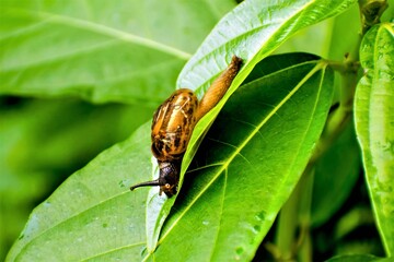Mollusk on leaf. This is often found in the rainy season and is also called as snail.