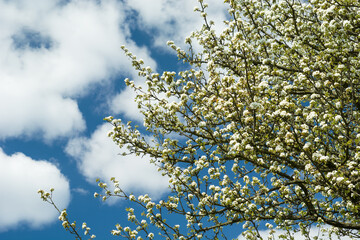 Branches of a blossoming tree and white clouds on blue sky