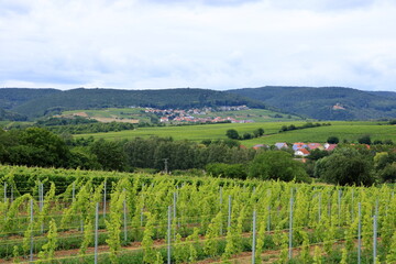 Fototapeta na wymiar View from the vineyards to a small village on the german wine route in the palatinate