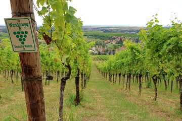 Vineyards along the german wine street in summer