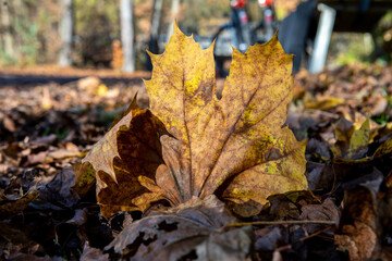 Ahornblatt im Herbst