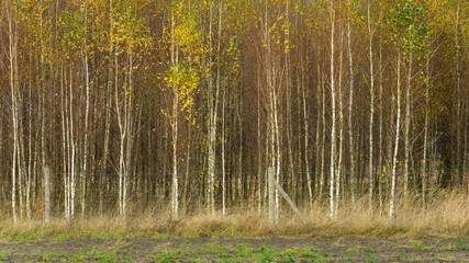 Young dense birch forest behind a wire fence