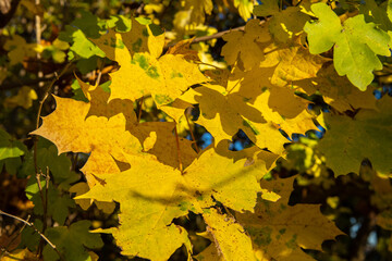 Ahornblätter im Herbst in schöner gelber Farbe