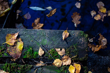 fallen autumn leaves