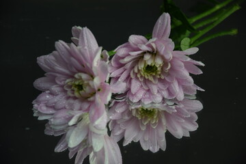 Pink flowers chryzanths on dark background reflection on water tender chryzantemy różowe i delikatne © Anna