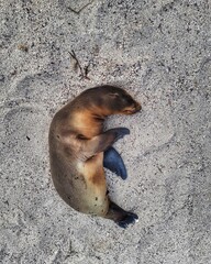 cute fur seal lying on white sand