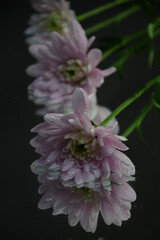 Pink flowers chryzanths on dark background reflection on water tender chryzantemy różowe i delikatne © Anna