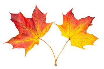 autumn red maple leaf isolated white background