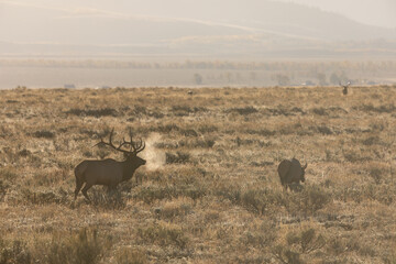 Bull and Cow Elk During the Rut in Wyoming in Autumn