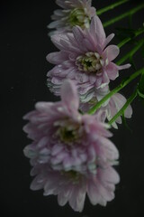 Pink flowers chryzanths on dark background reflection on water tender chryzantemy różowe i delikatne © Anna