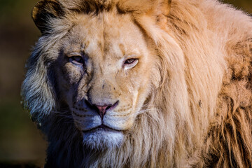 Closeup portrait of a male African lion.