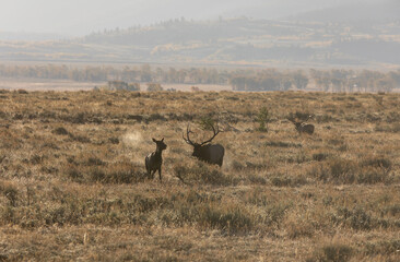 Obraz na płótnie Canvas Bull and Cow Elk During the Rut in Wyoming in Autumn