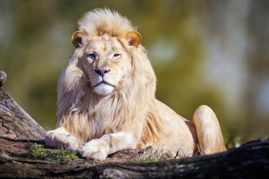 White Lion Sitting On Jungle At Masai Mara Kenya.
