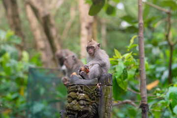 Monkey is sitting among green plants