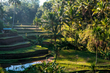Rice terraces on sunny day. Typical agriculture landscape in Southeast Asia