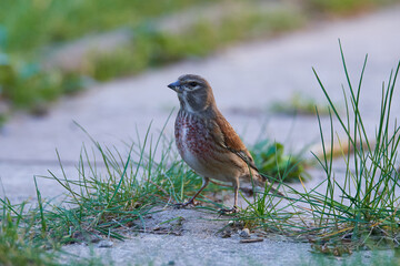 Bluthänfling Männchen im Frühjahr in der Oberlausitz