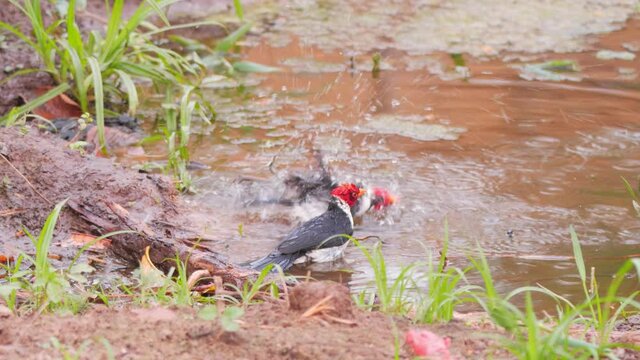 Two red crested cardinals taking a bath