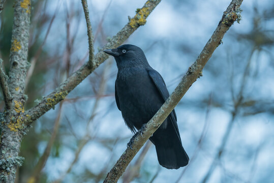 Jackdaw perched on a tree branch. Image taken in the south of England.