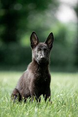 Beautiful German Shepherd puppies running in a green field