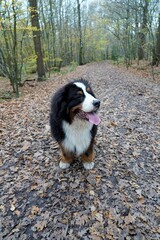 Naklejka na ściany i meble Happy Bernese Mountain Dog in the forest 