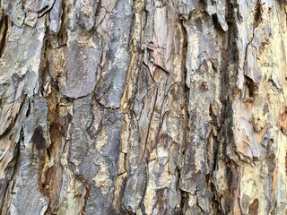 bark of a tree