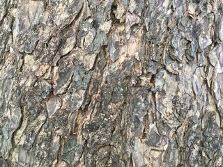 bark of a tree