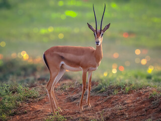 A selective focus shot of A Thomson's gazelle bull. It is one of the best-known gazelles.
