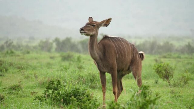 Female African Kudu nursing mom urinates on savanna in pouring rain