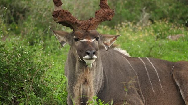 Full frame: Large male Kudu with muddy spiral horns winks at camera
