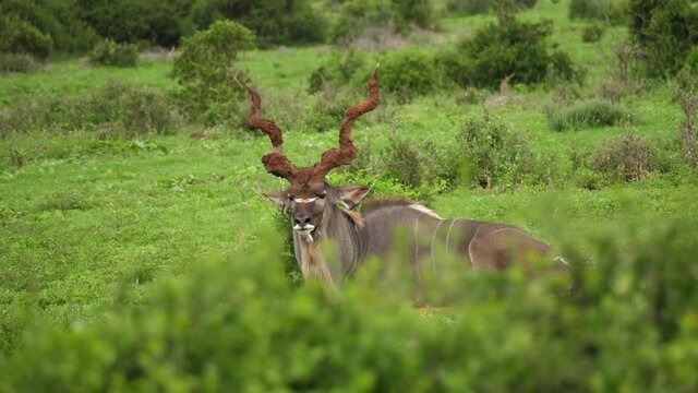 Tracking shot: Male Kudu with muddy spiral horns lies in green grass