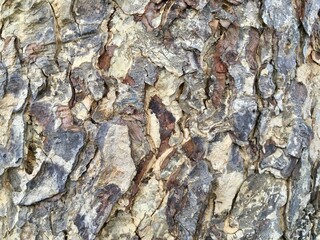 bark of a tree