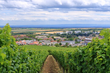View from the vineyards to Berg Badzabern on the german wine route in the palatinate