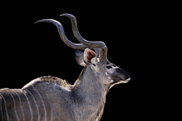 male kudu isolated on a Black background, Kudu animal at African forest,