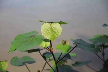Fototapeta na wymiar Close up of Green leaf