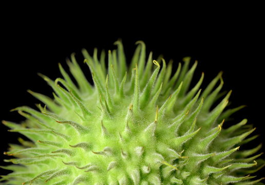 Datura stramonium  fruit